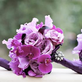 fwthumbPhalenopsis Orchids.jpg